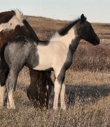 Blue Roan Stud Colt - Smart, Curious – Halter Broke – $1,500