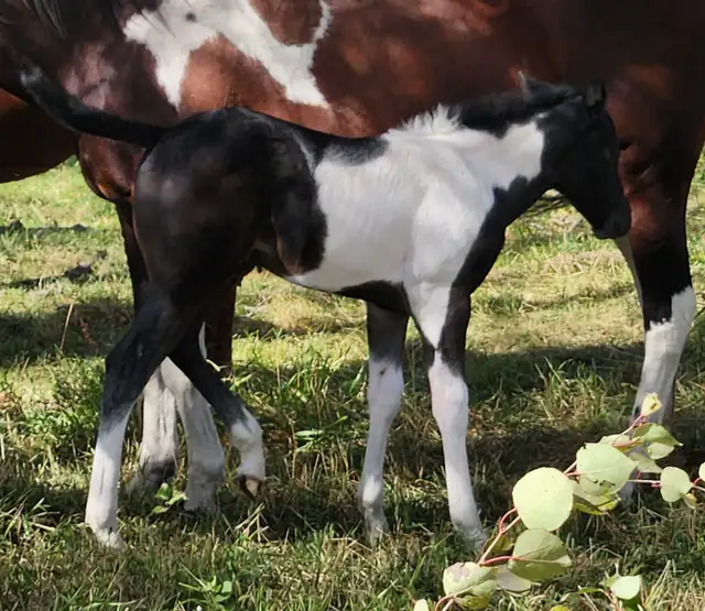 Blue Roan Stud Colt - Smart, Curious – Halter Broke – $1,500 - Photo 2