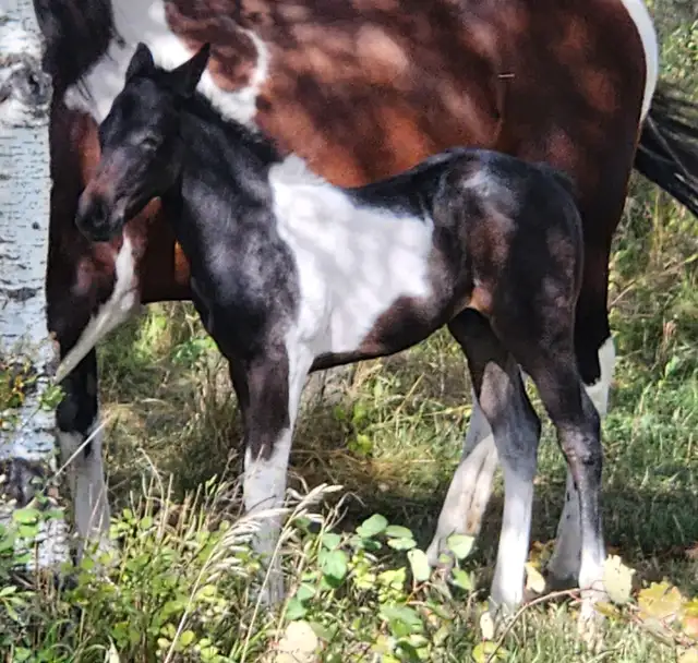 Blue Roan Stud Colt - Smart, Curious – Halter Broke – $1,500 - Photo 3