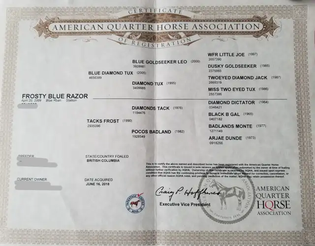 Blue Roan Stud Colt - Smart, Curious – Halter Broke – $1,500 - Photo 4