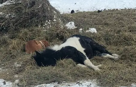 Blue Roan Stud Colt - Smart, Curious – Halter Broke – $1,500 - Photo 5