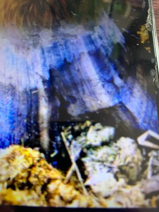 certified horse farrier