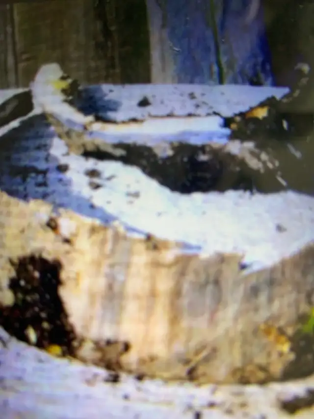 certified horse farrier - Photo 2