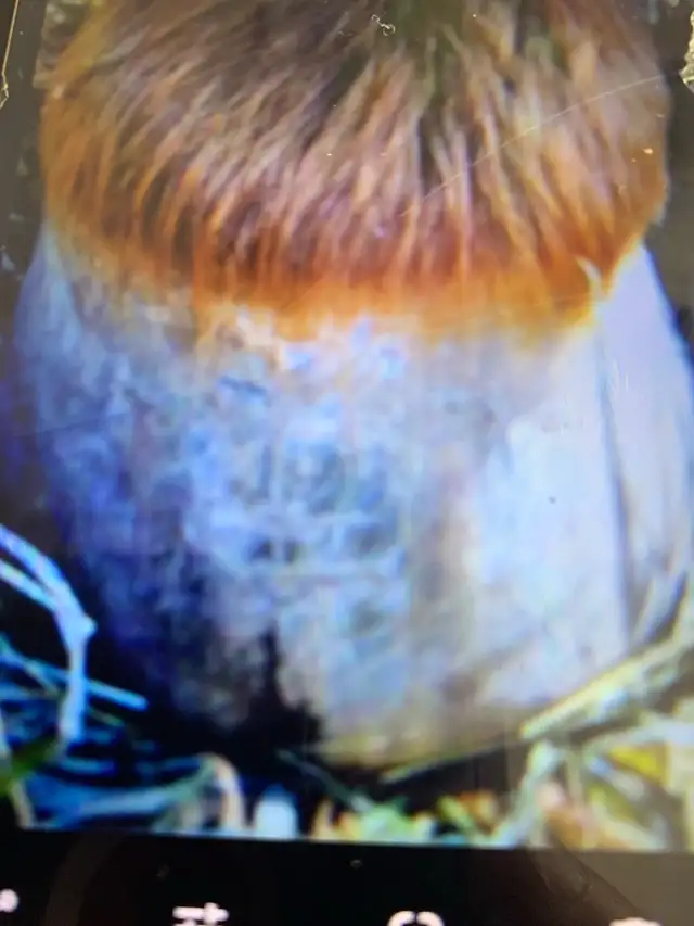 certified horse farrier - Photo 3