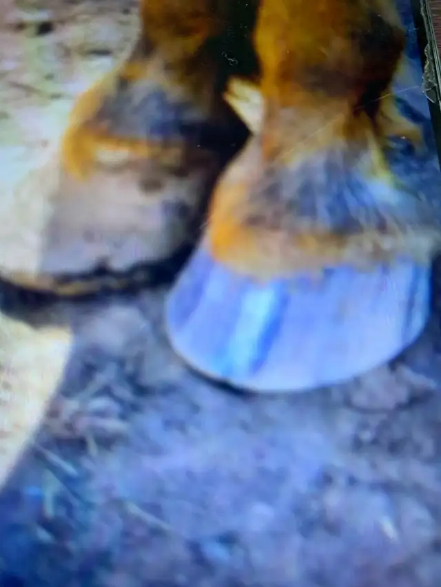 certified horse farrier - Photo 4