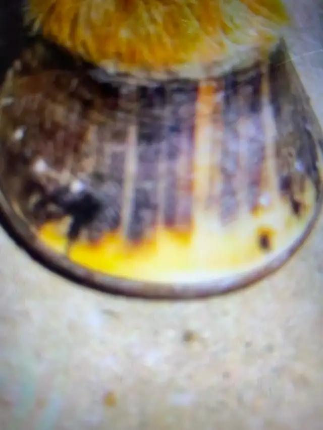 certified horse farrier - Photo 5