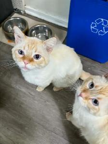 2 beautiful Flare Point Siamese cats.