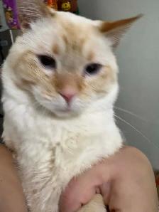 2 beautiful Flare Point Siamese cats. - Photo 2