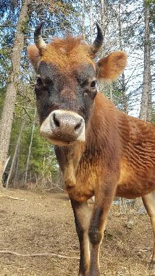 Family milk cow - Photo 2