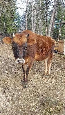 Family milk cow - Photo 4