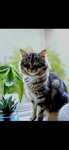 kittens for adoption