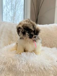 Purebred SHIH TZU