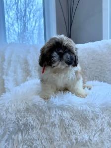 Purebred SHIH TZU - Photo 2