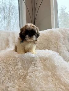 Purebred SHIH TZU - Photo 3