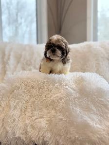 Purebred SHIH TZU - Photo 4