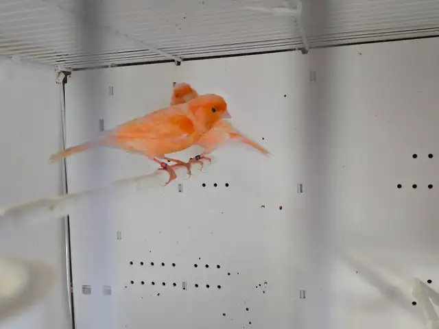 Breeding Pair Red Fsctor Canaries
