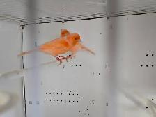 Breeding Pair Red Fsctor Canaries