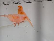 Breeding Pair Red Fsctor Canaries - Photo 2