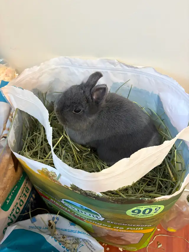 Netherland Dwarf Bunny