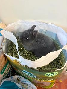 Netherland Dwarf Bunny