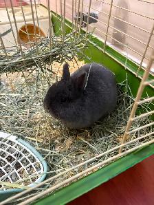 Netherland Dwarf Bunny - Photo 2