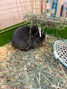 Netherland Dwarf Bunny - Photo 3