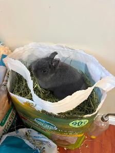 Netherland Dwarf Bunny - Photo 4