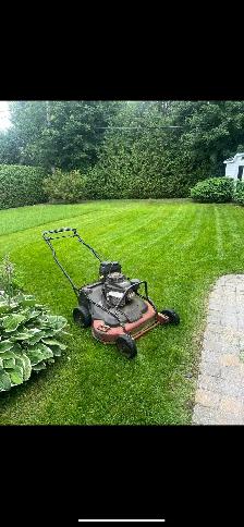coupe de pelouse ( tonte de pelouse)