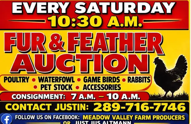 weekly fur & feather auction!