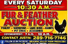 weekly fur & feather auction!