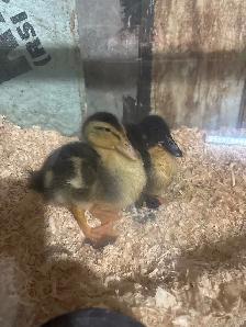 Ducks baby - Photo 2
