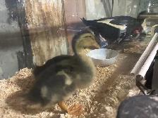 Ducks baby - Photo 3