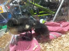 Ducks baby - Photo 4