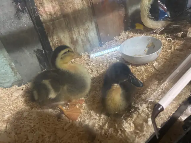 Baby ducks