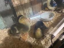 Baby ducks