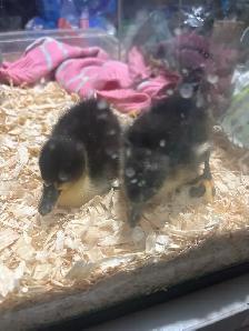 Baby ducks - Photo 2