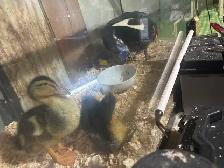 Baby ducks - Photo 3