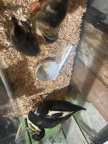 Baby ducks - Photo 4