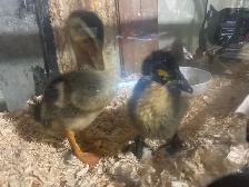 Baby ducks - Photo 5