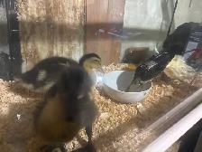 Baby ducks - Photo 6