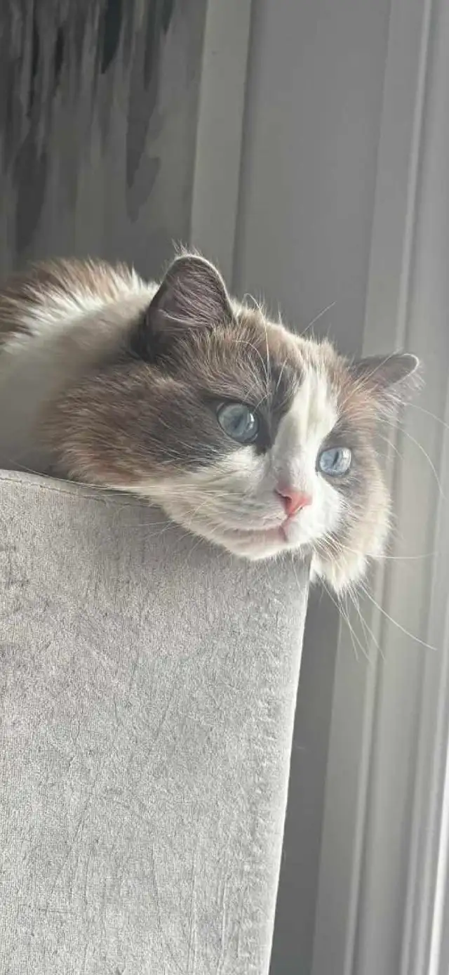 Purebred Blue and Lilac Ragdolls