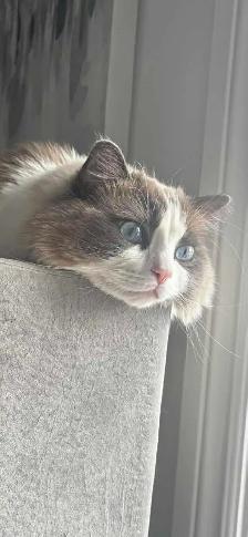 Purebred Blue and Lilac Ragdolls