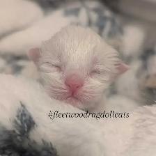 Purebred Blue and Lilac Ragdolls - Photo 2