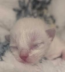 Purebred Blue and Lilac Ragdolls - Photo 3