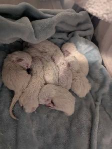 Purebred Blue and Lilac Ragdolls - Photo 4