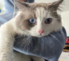 Purebred Blue and Lilac Ragdolls - Photo 6