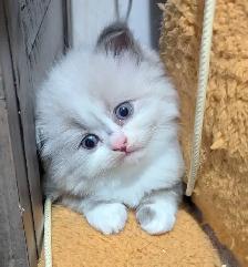 Purebred Blue and Lilac Ragdolls - Photo 7