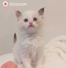 Purebred Blue and Lilac Ragdolls - Photo 8