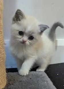 Purebred Blue and Lilac Ragdolls - Photo 9