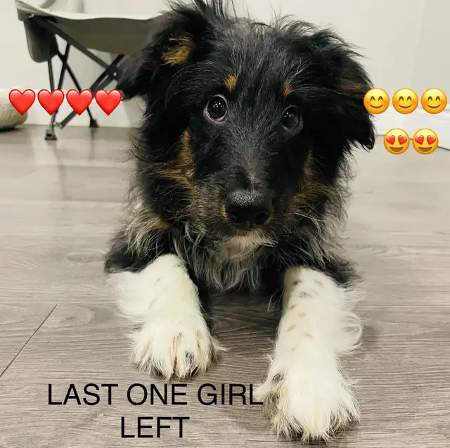 Miniature Sheltipoo pups